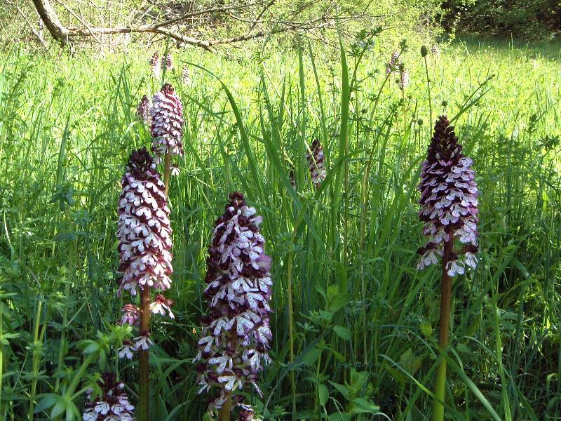 Unser Orchideenpark Bild Nr.106